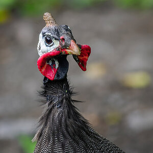 2024-02-03 06 Helmeted Guineafowl.jpg
