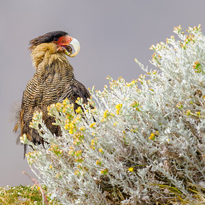 2024-02-08 24 Crested Caracara.jpg