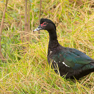 2024-09-16 006 Muscovy Duck.jpg