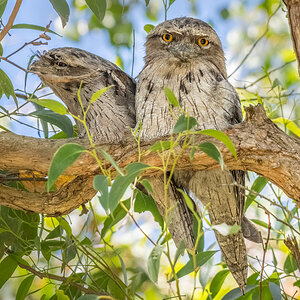 2018-02-06 13 Tawny Frogmouths.jpg