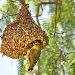 2020-01-28 11 Cape Weaver Feeding.jpg