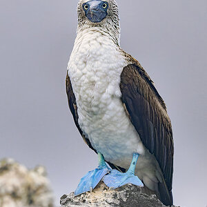 2024-01-28 02 Blue-footed Booby.jpg