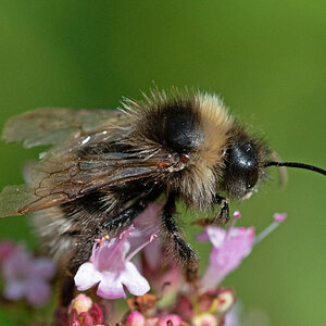 Hummel 1.jpg