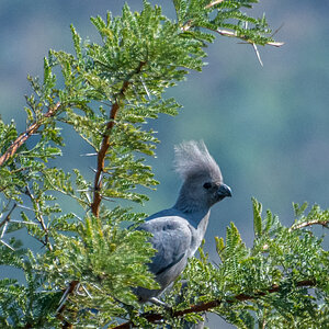 2016-06-04 22 Grey Go-away Bird.jpg