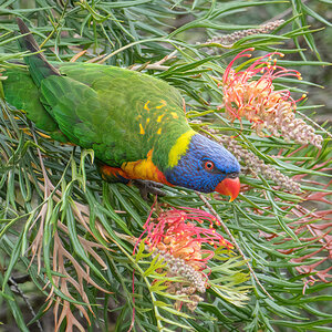 2018-01-11 23 Rainbow Lorikeet.jpg