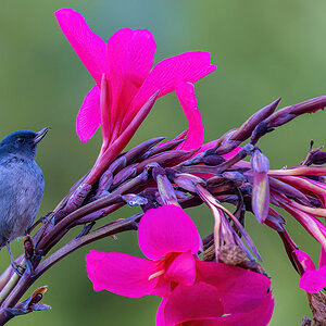 2022-01-10 51 Slaty Flowerpiercer.jpg