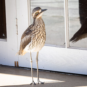 2022-12-06 05 Bush Stone-curlew.jpg