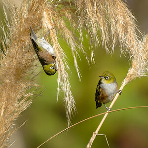 2023-01-24 04 Silvereyes.jpg