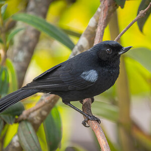 2024-01-15 43 Glossy Flowerpiercer.jpg
