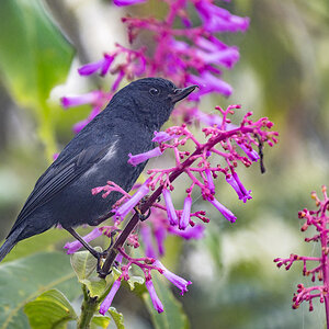 2024-02-04 05 White-sided Flowerpiercer.jpg