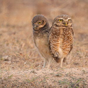 2024-09-18 07 Burrowing Owls.jpg