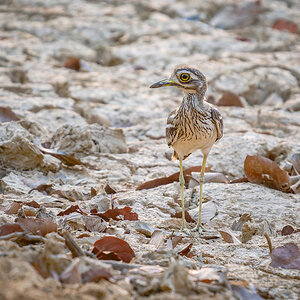 2025-04-16 075 Indian Stone-curlew.jpg