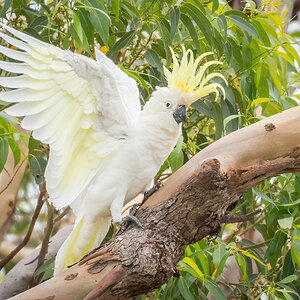 2018-01-11 32 Sulphur-crested Cockatoo.jpg