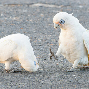 2018-02-07 08 Little Corellas.jpg