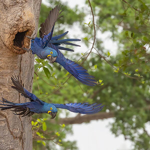 2024-09-16 018 Hyazinth Macaws in Flight.jpg