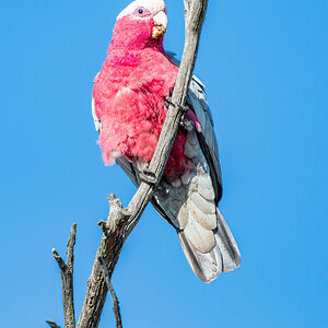 2018-01-04 03 Galah.jpg
