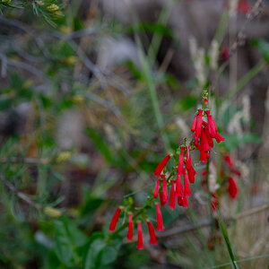 DSC_8255.jpg