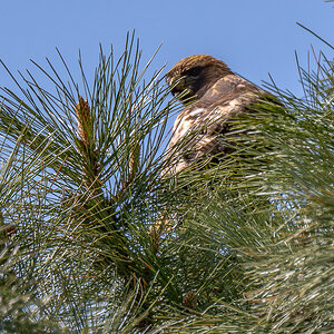 DSC_8281-Verbessert-RR.jpg