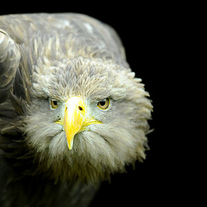 adler5