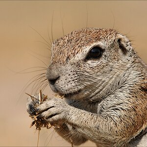 comp Namibia 09 18315