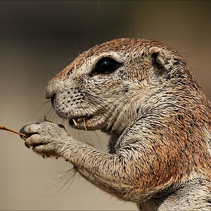 comp Namibia 09 18339
