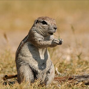 comp Namibia 09 18370