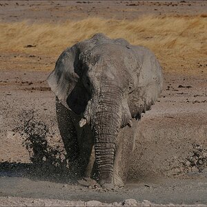 comp Namibia 09 19187