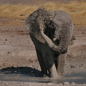 comp Namibia 09 19210