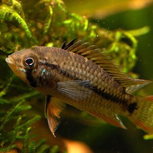 AquariumNF 012