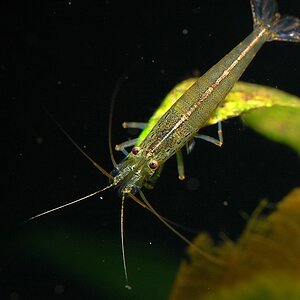 AquariumNF 049