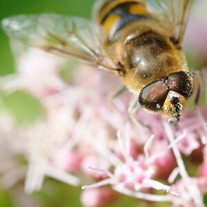 Schwebfliege 1