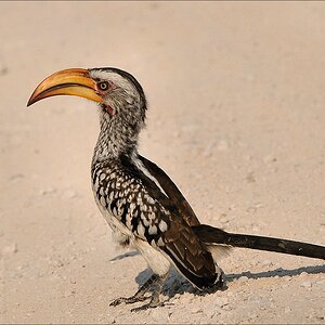 comp Namibia 09 20712