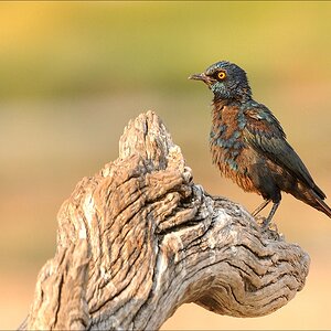 comp Namibia 09 22809