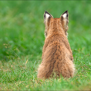 Wildpark Granat 2009 09 12 D2X 4211 1a