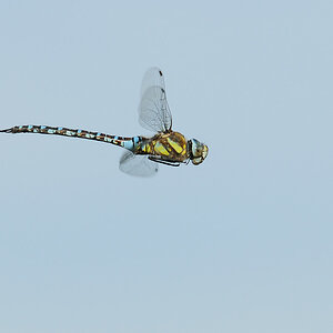 Libelle im Flug mit AF-S 2.8 80-200