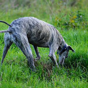 Mäusejagd II