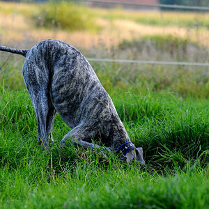 Mäusejagd III