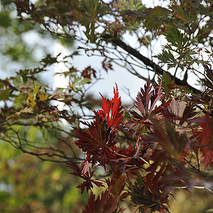 DSC9851 nff