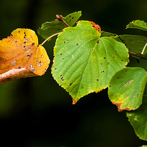 Herbst
