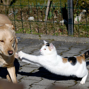 cat hits dog