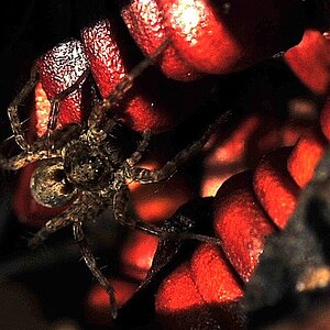 irisbewohnerin