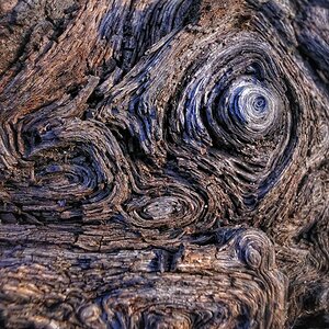 Holzauge