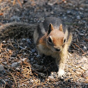 Ground squirrel