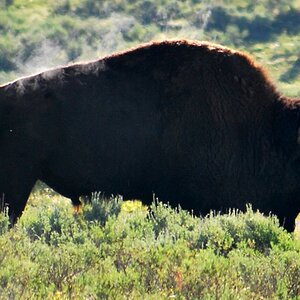 Bison