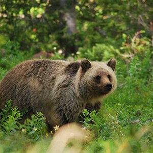 Grizzly