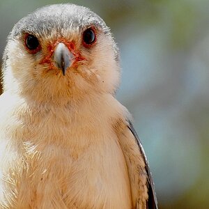 Picme Falke1