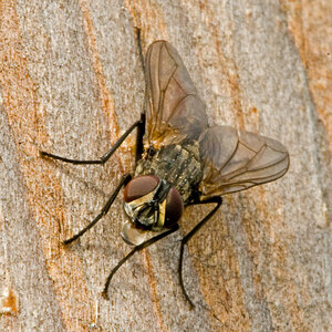 fliege