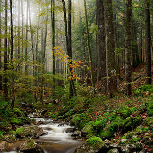 Nebliger Bergwald & Frillenseebach