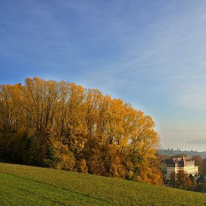Baumgruppe mit Schloss Forum