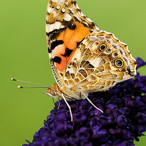 Schmetterling Autofokus